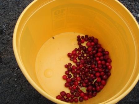 Bucket of 'ohelo berries in Hawaii